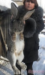 племенной молодняк кроликов-гигантов