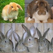 Элитные кролики самой крупной породы в мире.