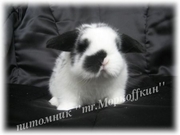 Карликовые Кролики из Питомника ''mr.Моркoffкин''